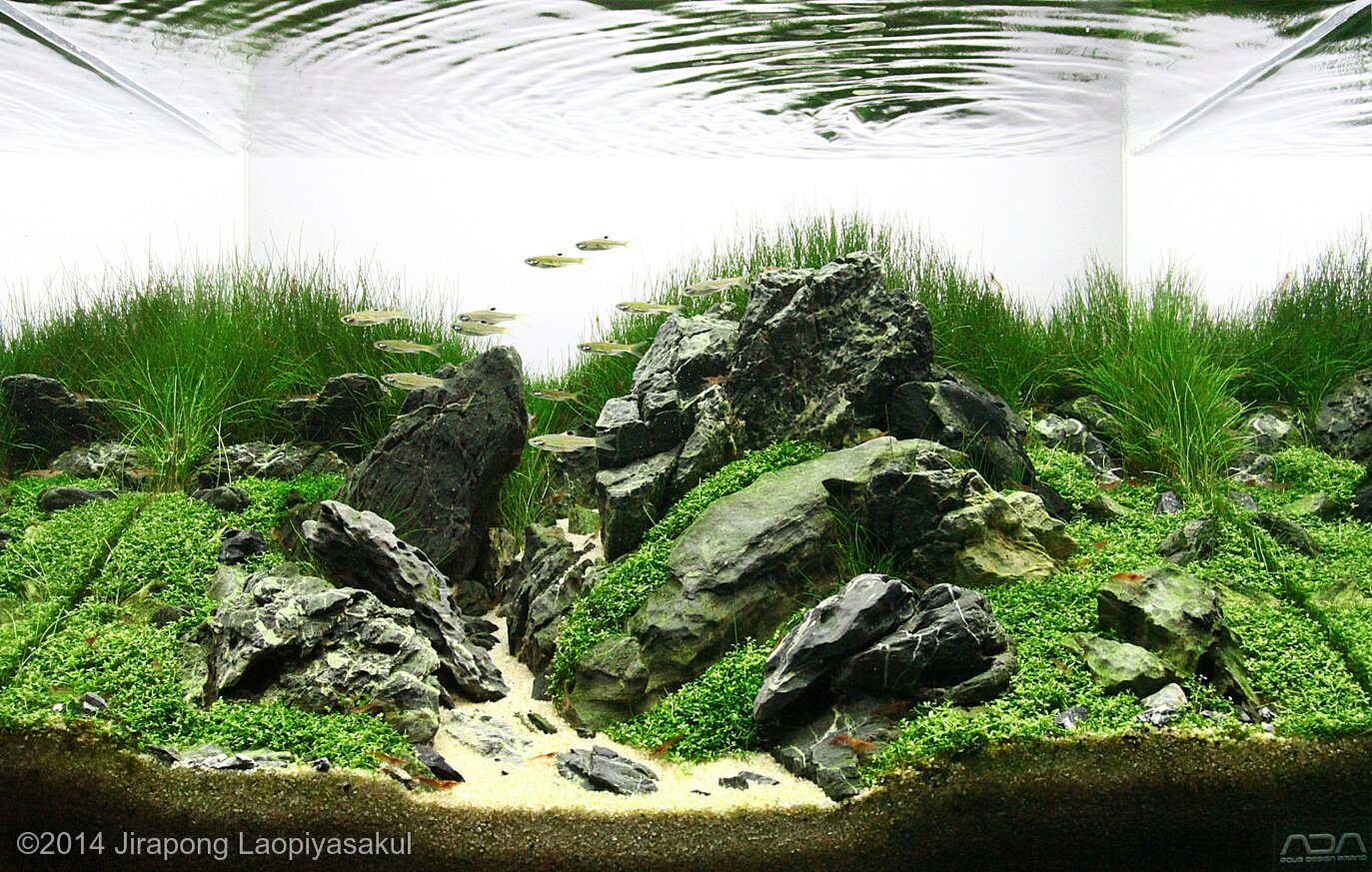 25L Aquatic Garden Triple That