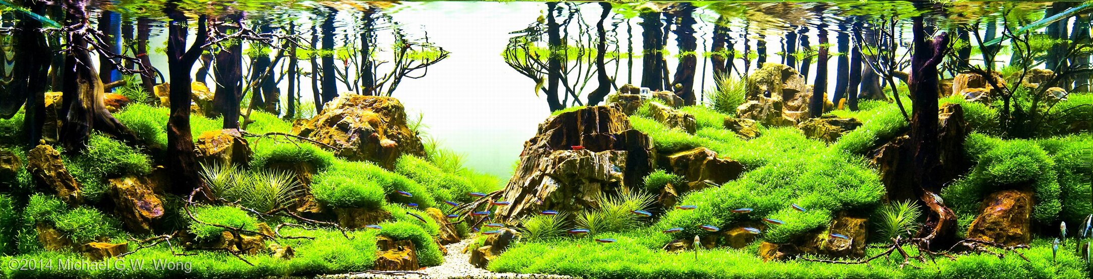 360L Aquatic Garden Divine