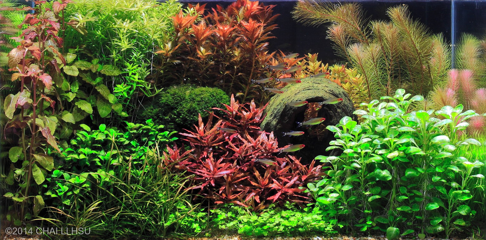 64L Dutch Aquascape Spring