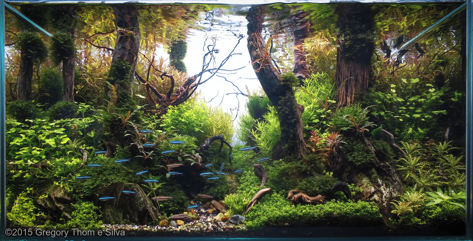 59L Aquatic Garden Into the Atlantic Forest