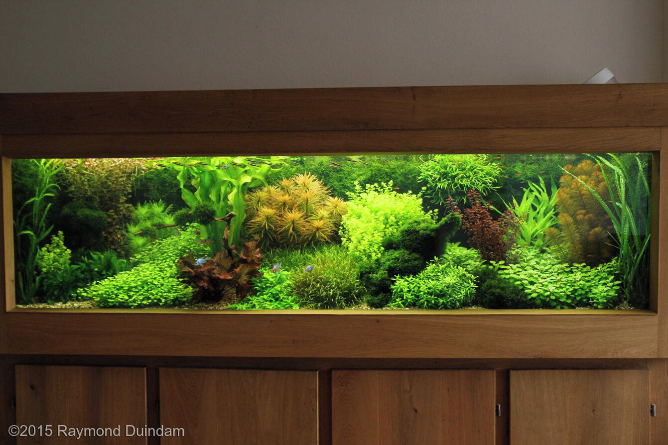 1100L Dutch Aquascape