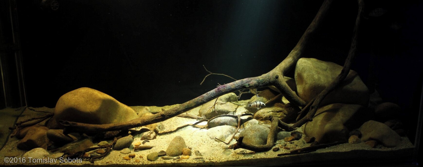 465L Biotope Aquascape Cryptoheros in Rio Lancetilla