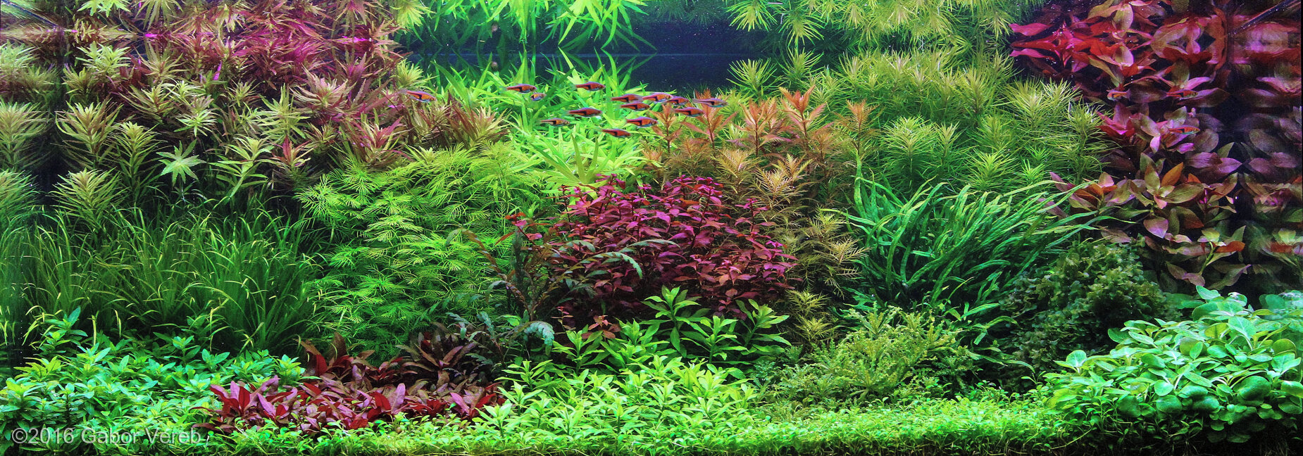 243L Dutch Aquascape Fall is coming