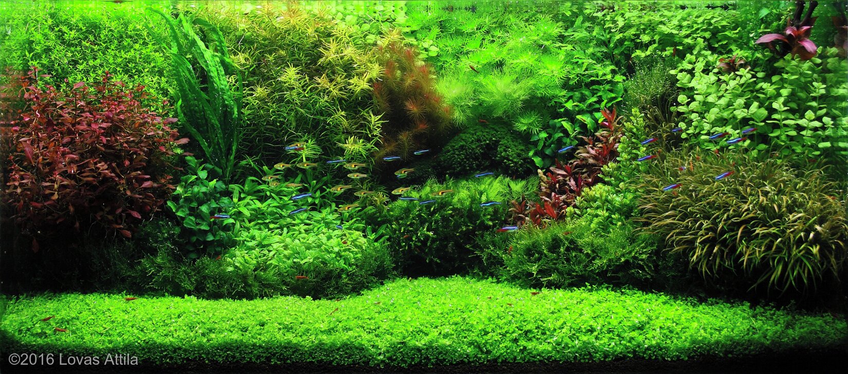 200L Dutch Aquascape 2-Level