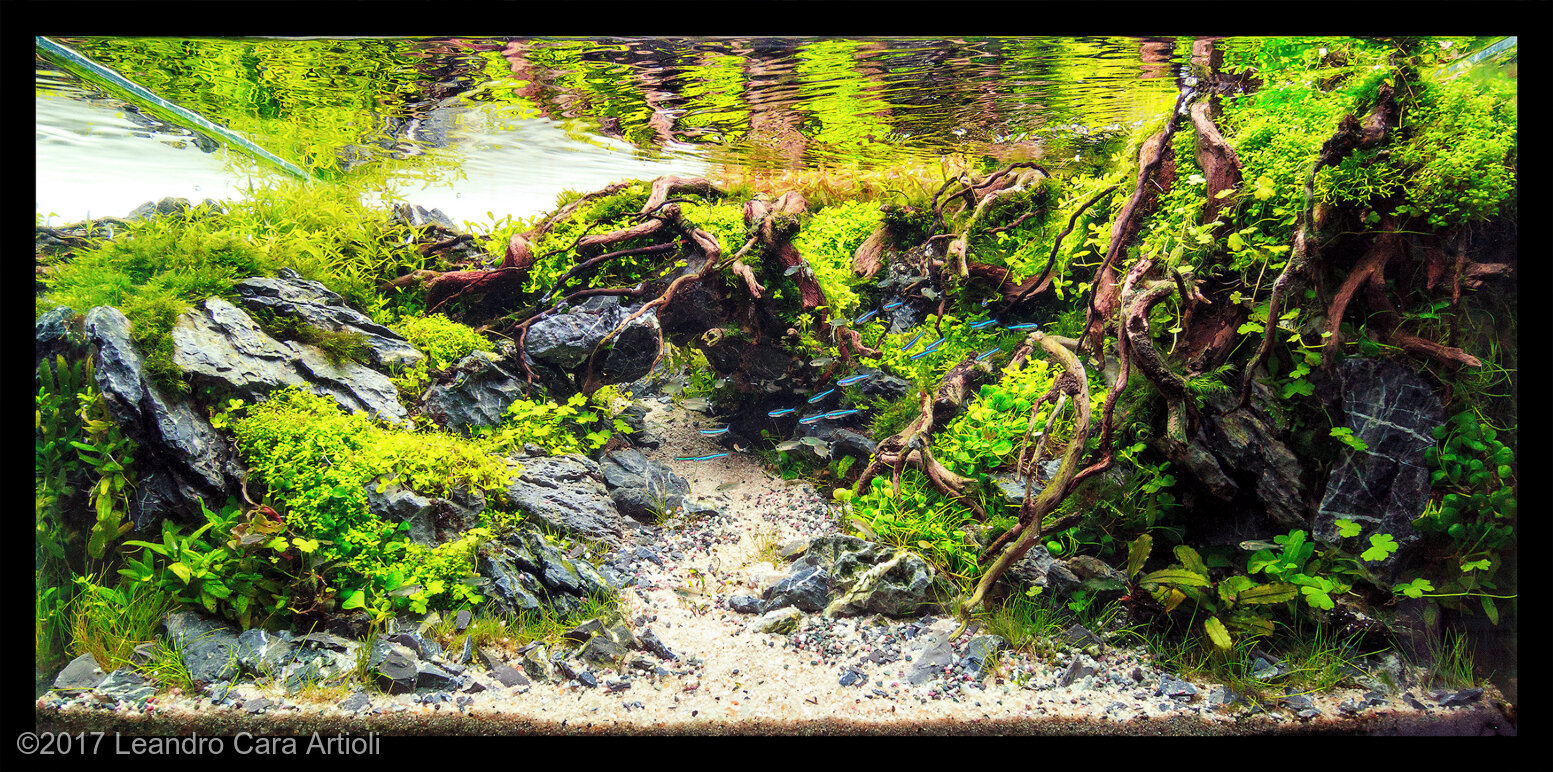 54L Aquatic Garden Roots through the river