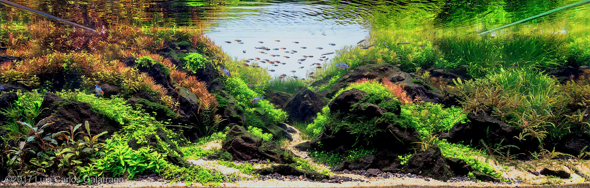324L Aquatic Garden Summertime