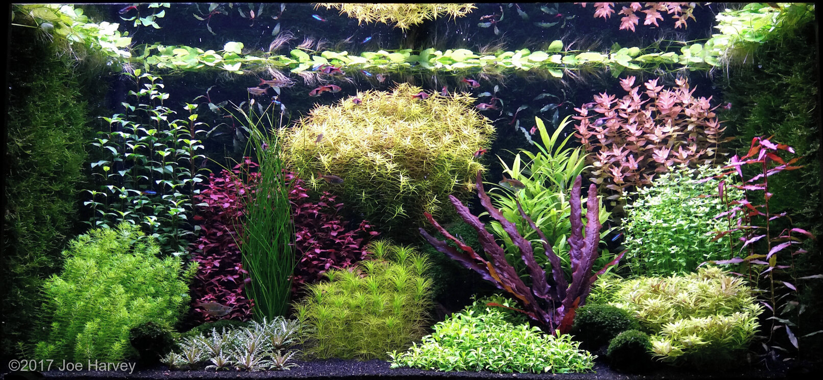 454L Dutch Aquascape Down the Rabbit Hole