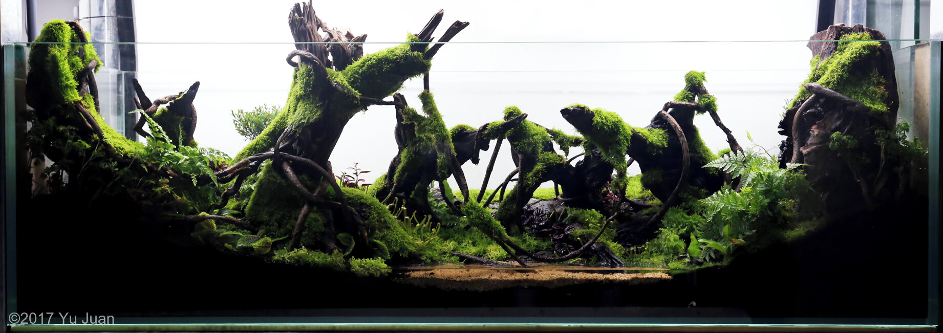 544L Paludarium Everglades
