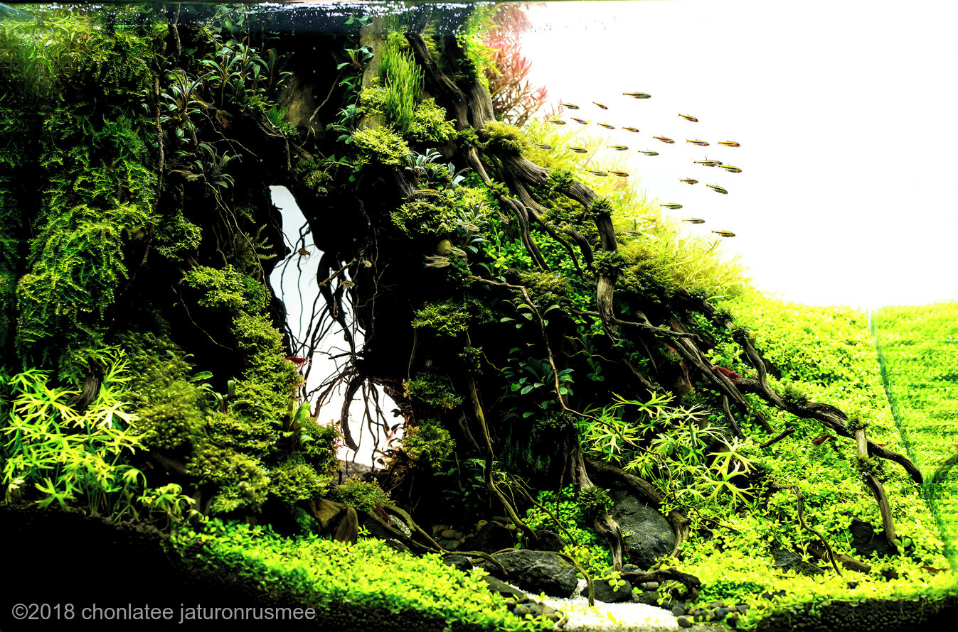 41L Aquatic Garden Great Root