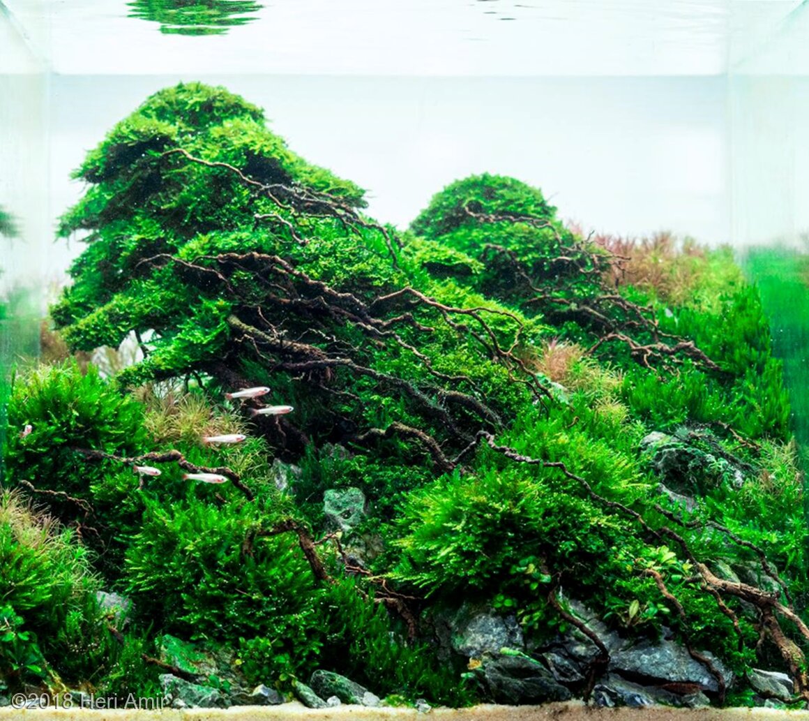 13L Aquatic Garden Forgotten Forest