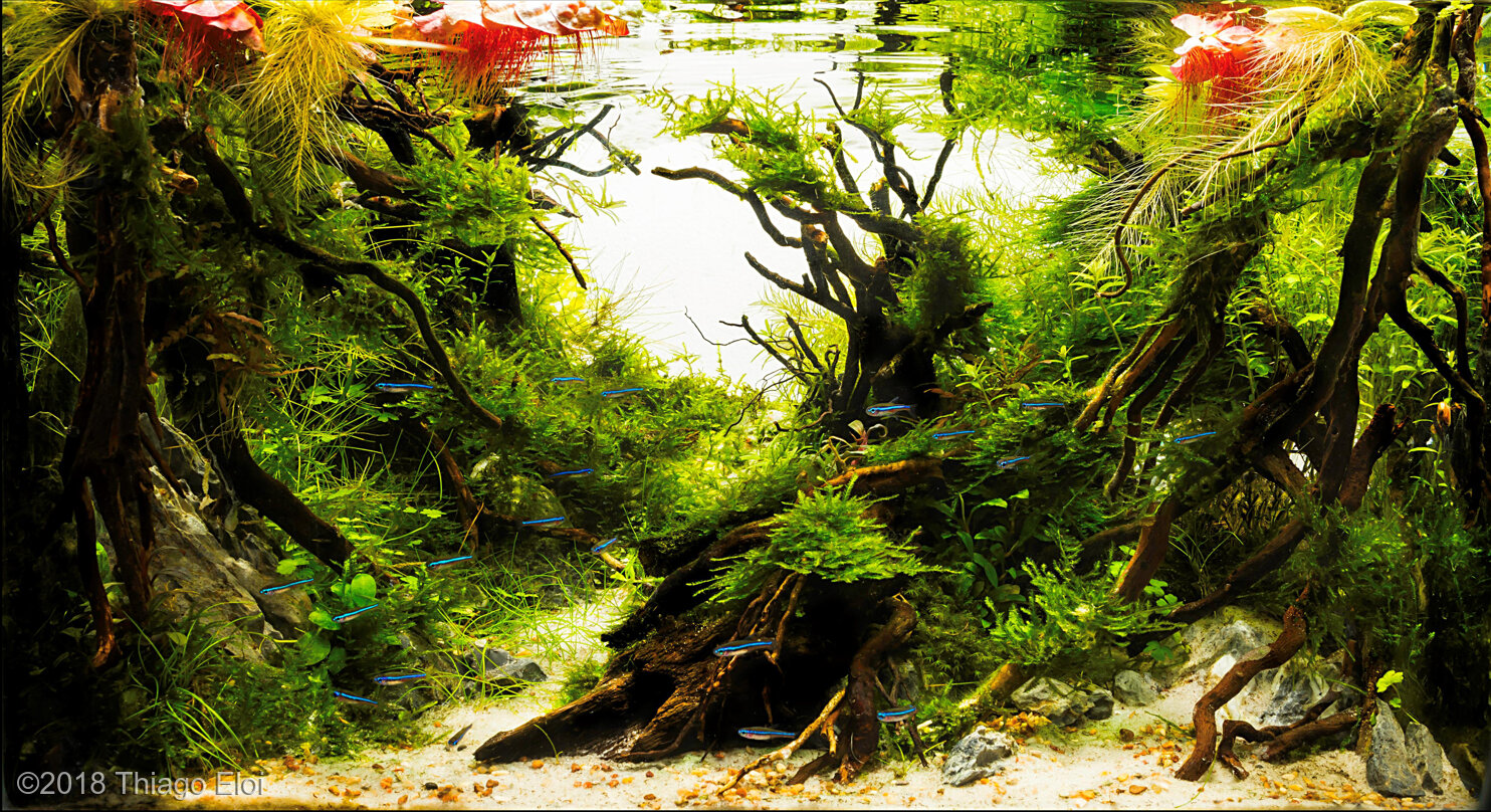 26L Aquatic Garden Spring