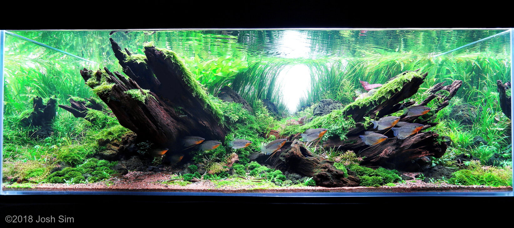 540L Aquatic Garden Faith