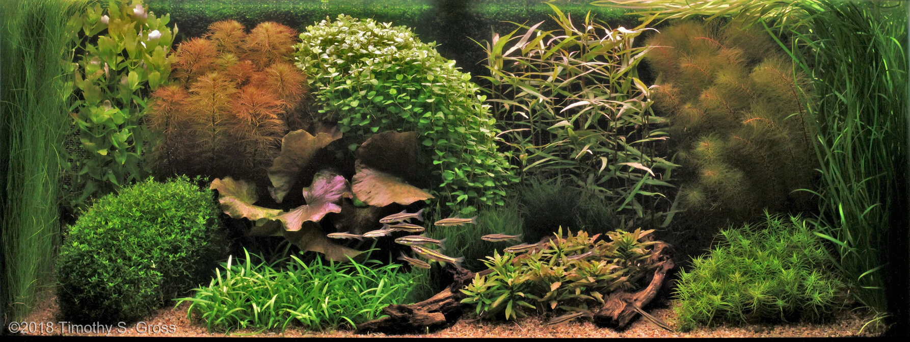 284L Dutch Aquascape A Native Garden