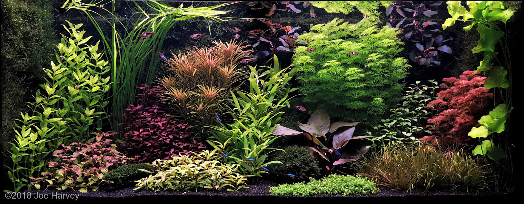 284L Dutch Aquascape Upstream Color
