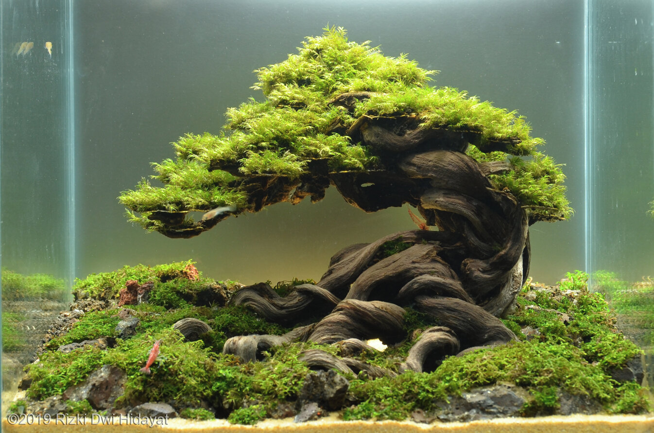 11L Aquatic Garden Tree Of The Sleeping Fairy
