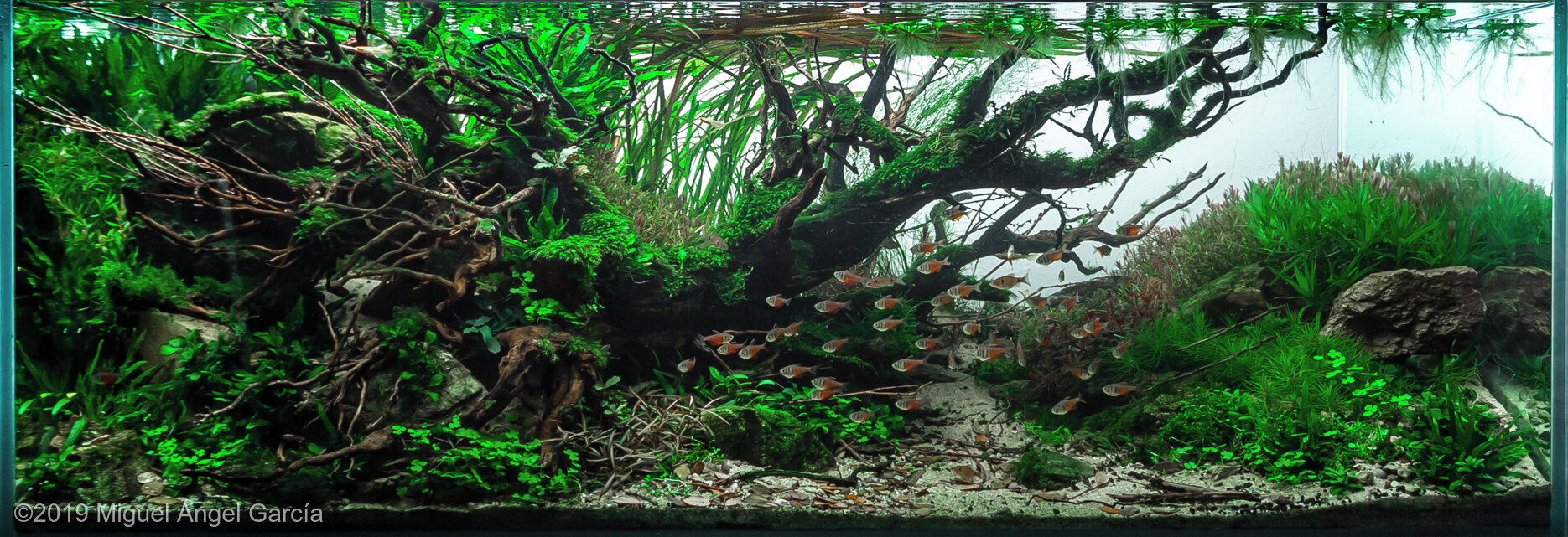 460L Aquatic Garden Live on Fallen Tree