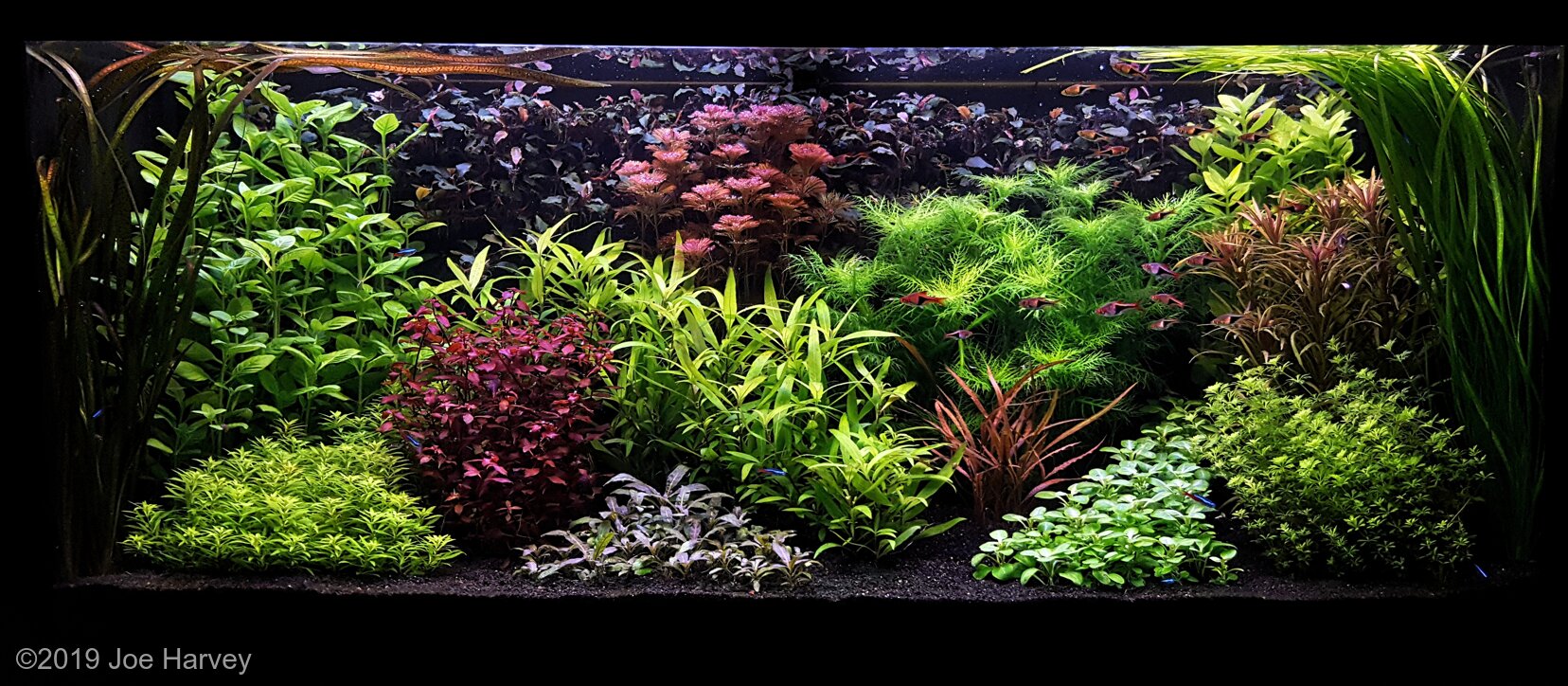 284L Dutch Aquascape Further Upstream