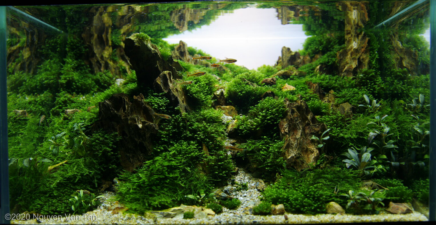 10L Aquatic Garden Come Back