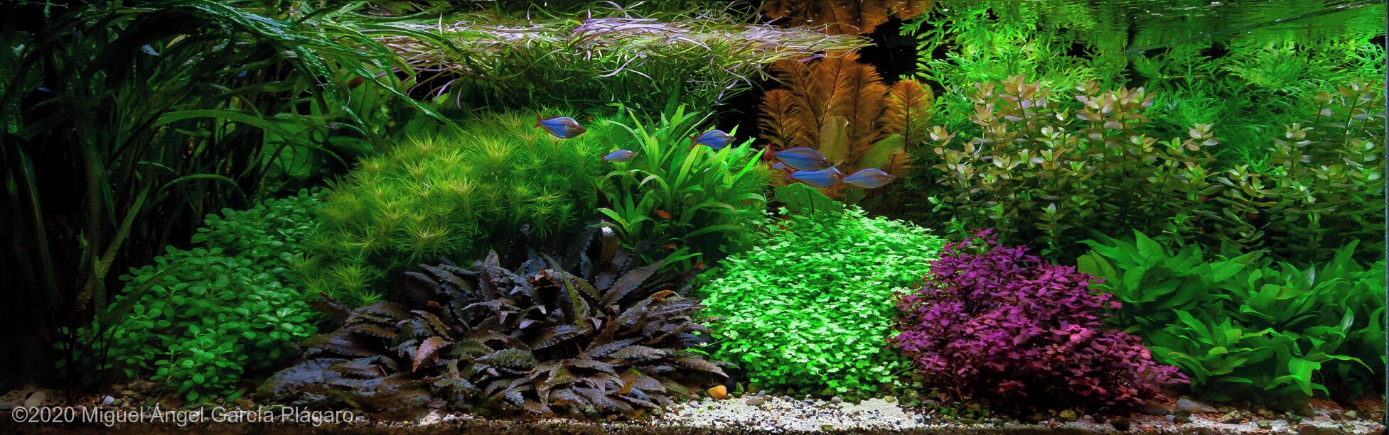 464L Dutch Aquascape New World
