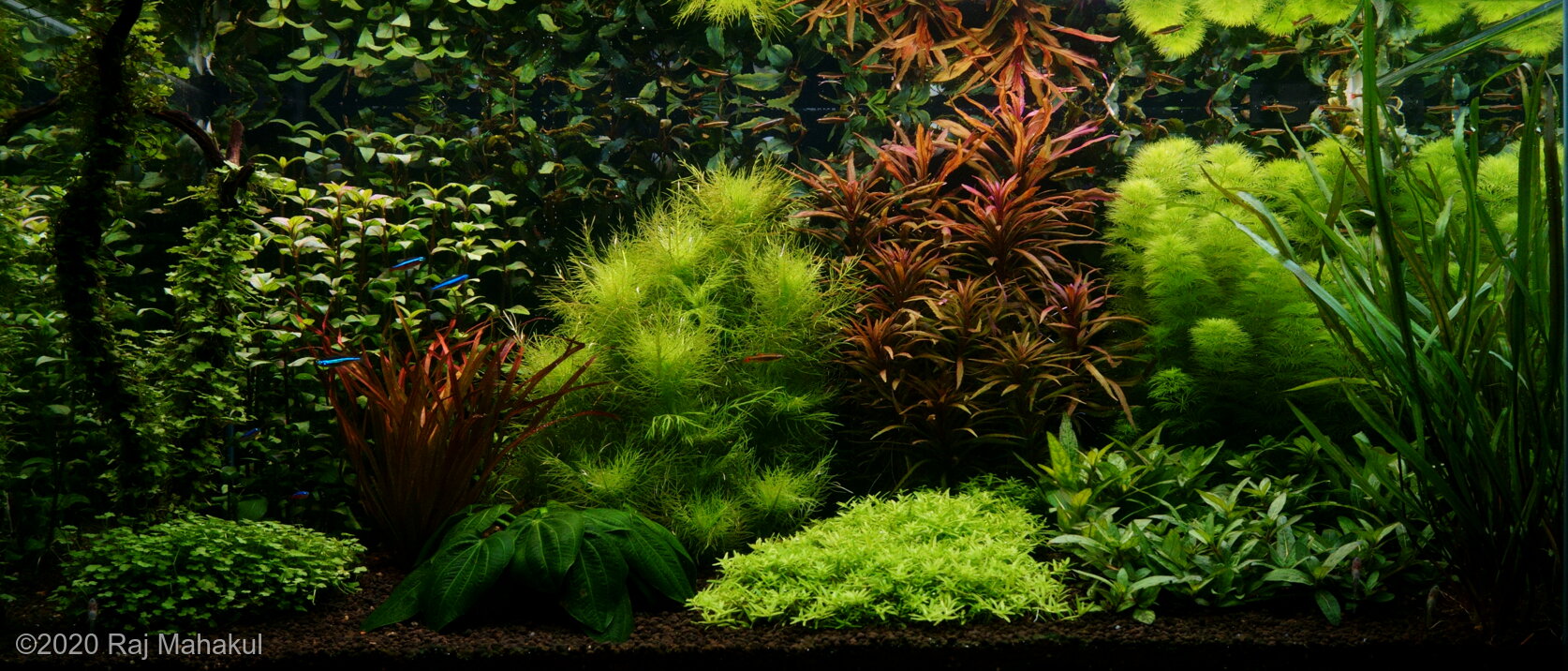 182L Dutch Aquascape Dutch 2.0