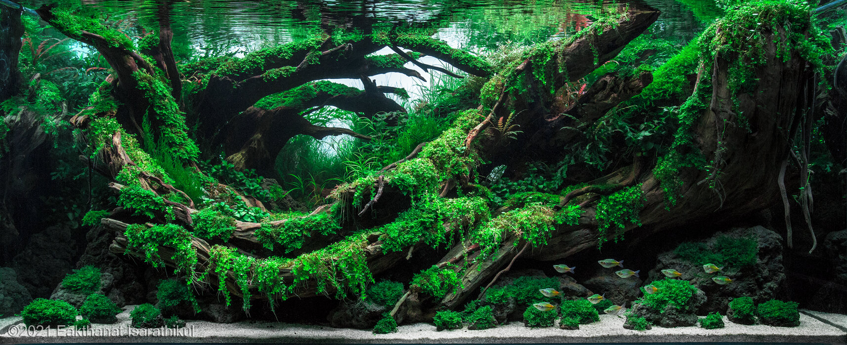 360L Aquatic Garden Revolve pluse