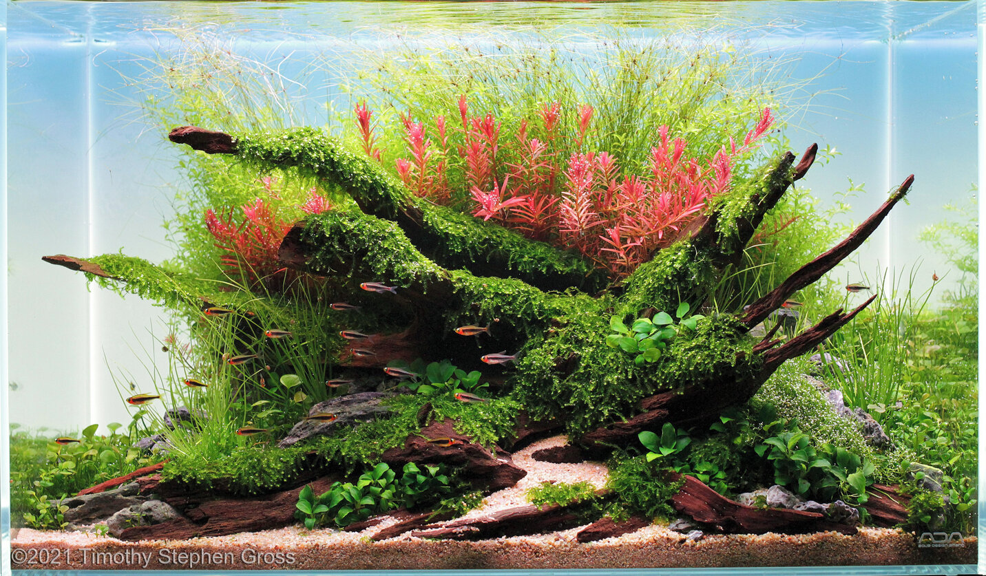 64.4L Aquatic Garden Passage to Inca Rose