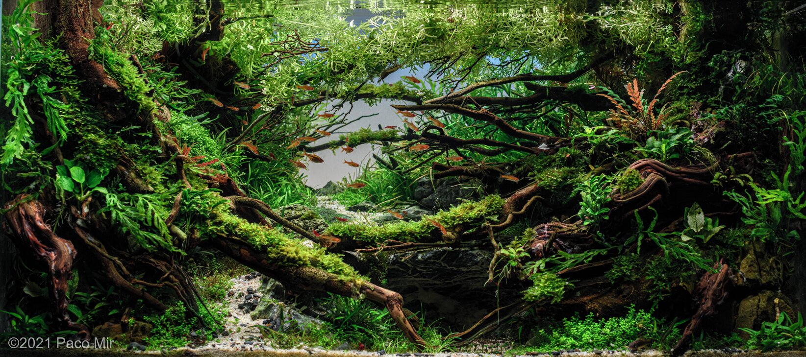 160L Aquatic Garden TALAWA FLOW