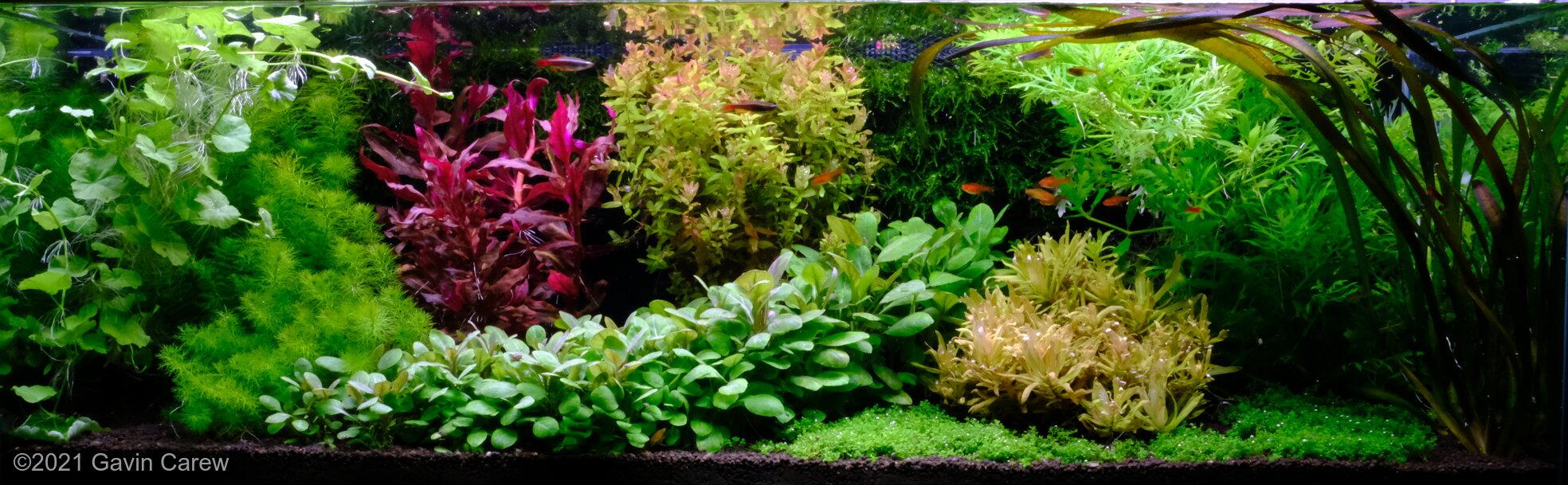 83.4L Dutch Aquascape Community