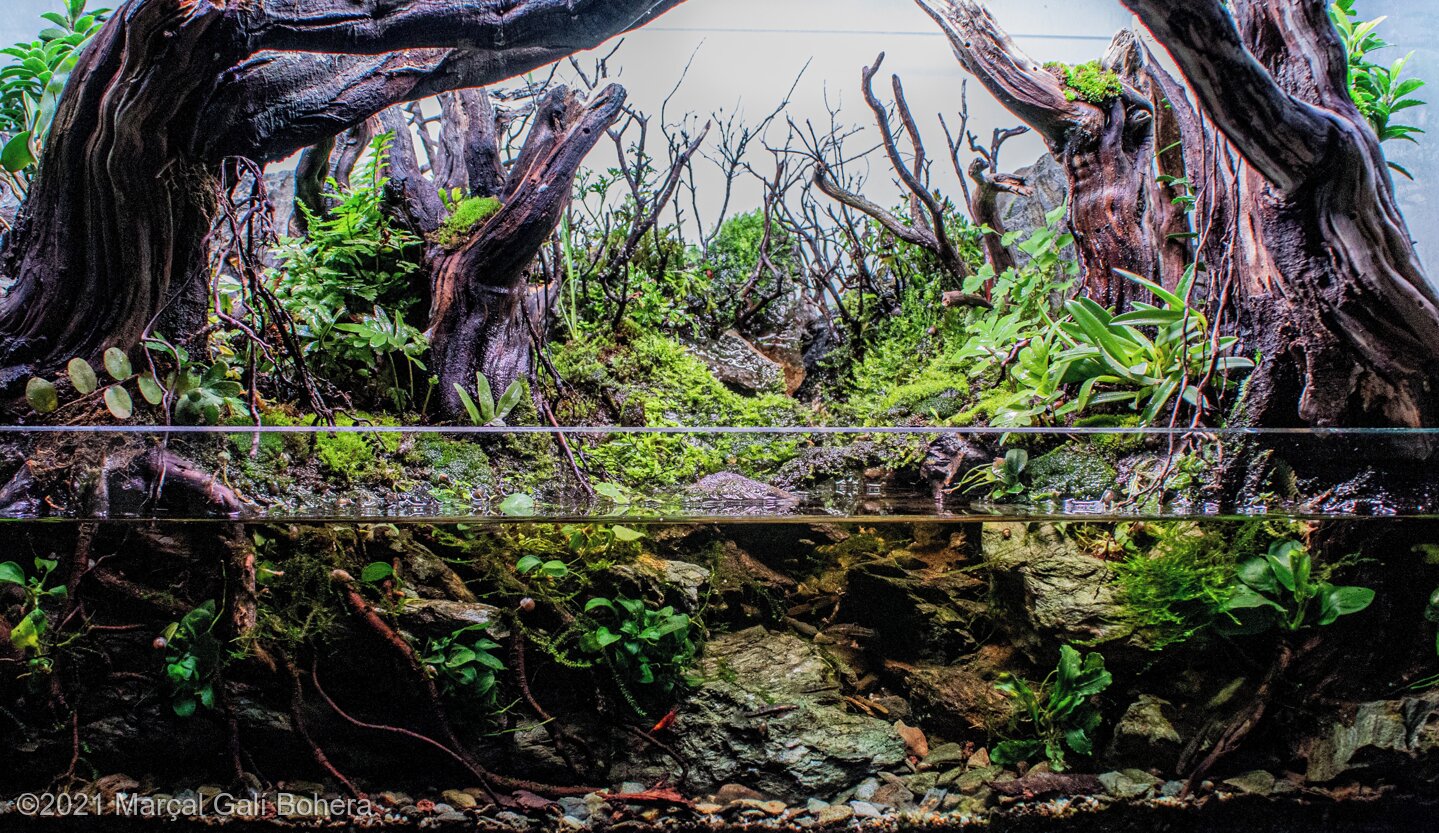 80.3L Paludarium Hoia-Baciu