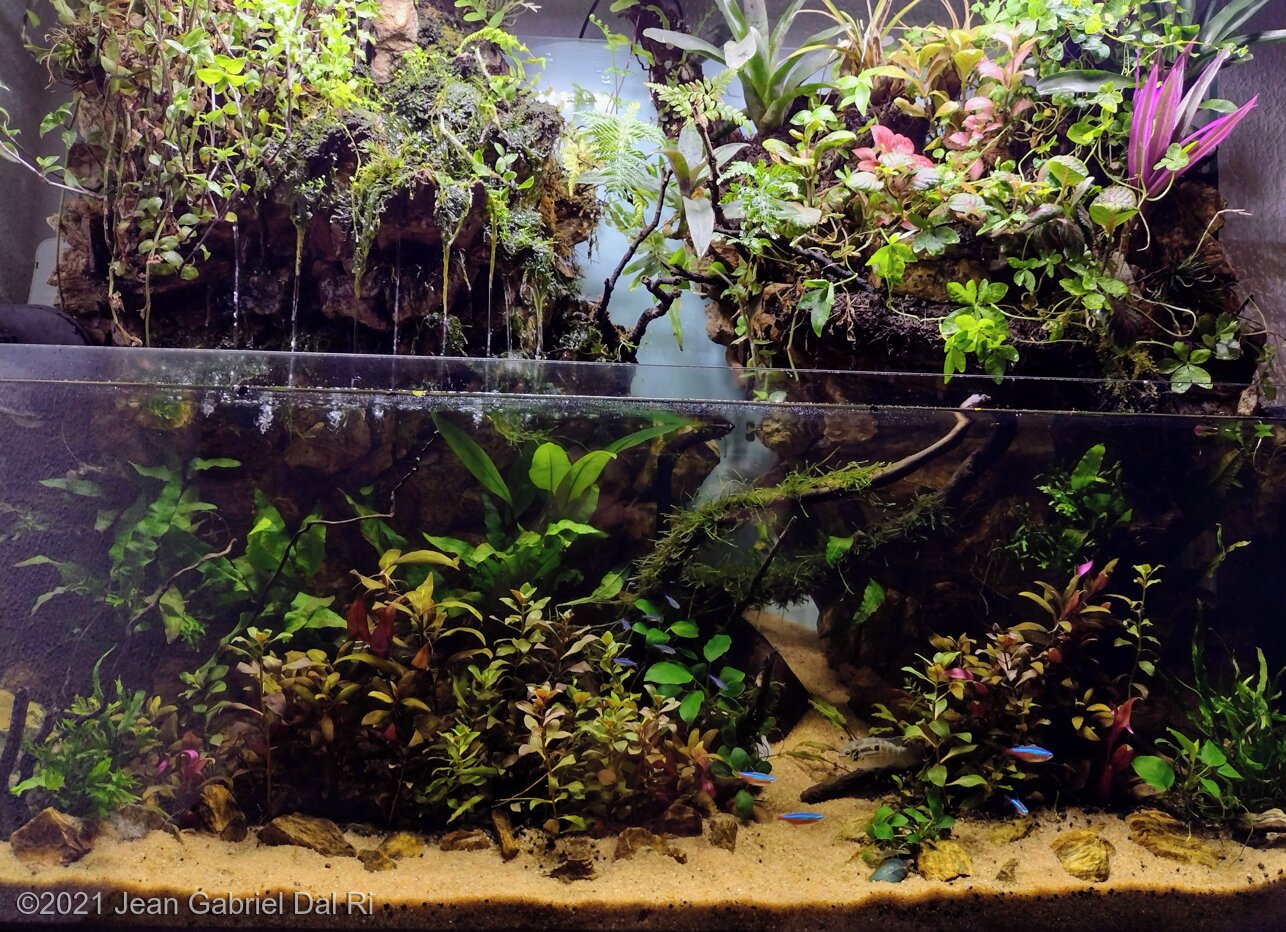 138L Paludarium Peace