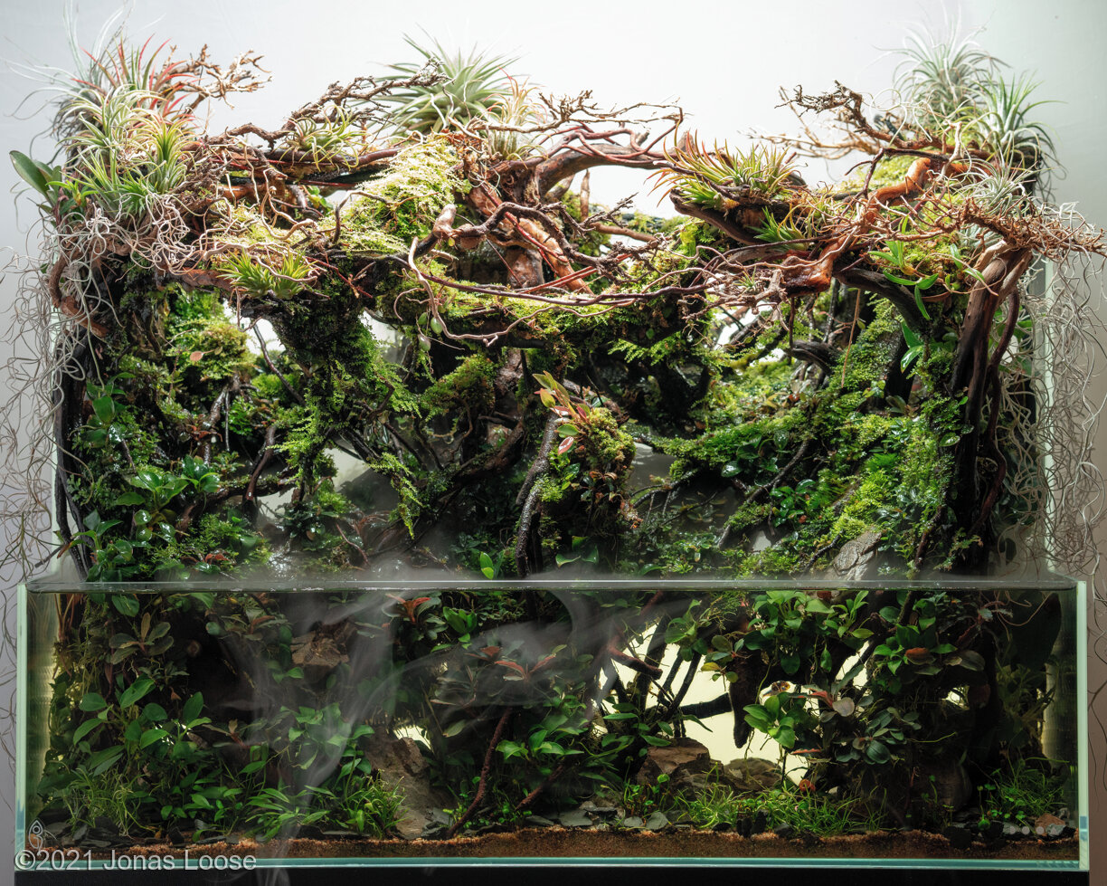 64.8L Paludarium Cloud Forest