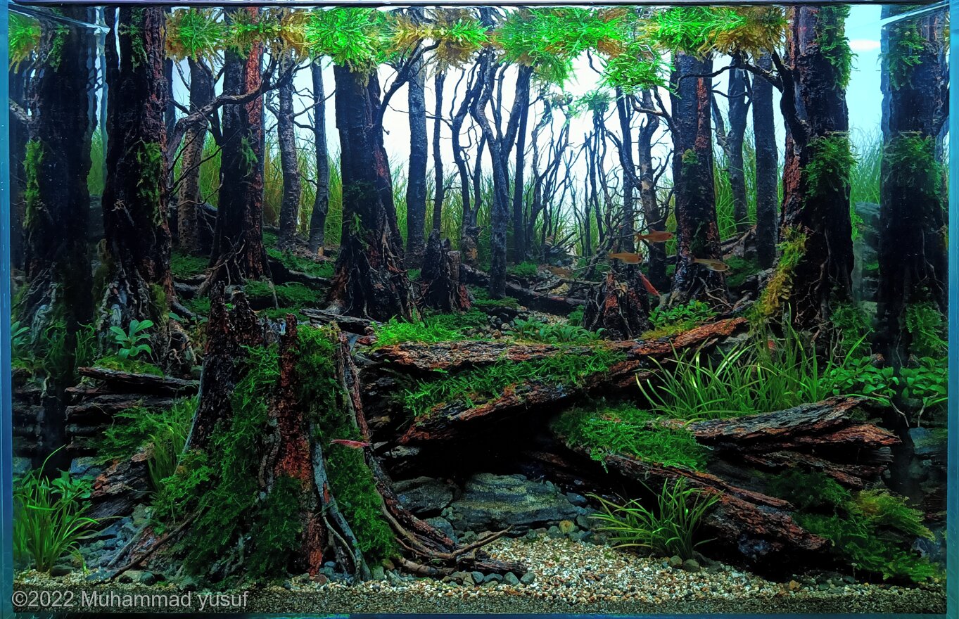 40.4L Aquatic Garden fallen tree 2