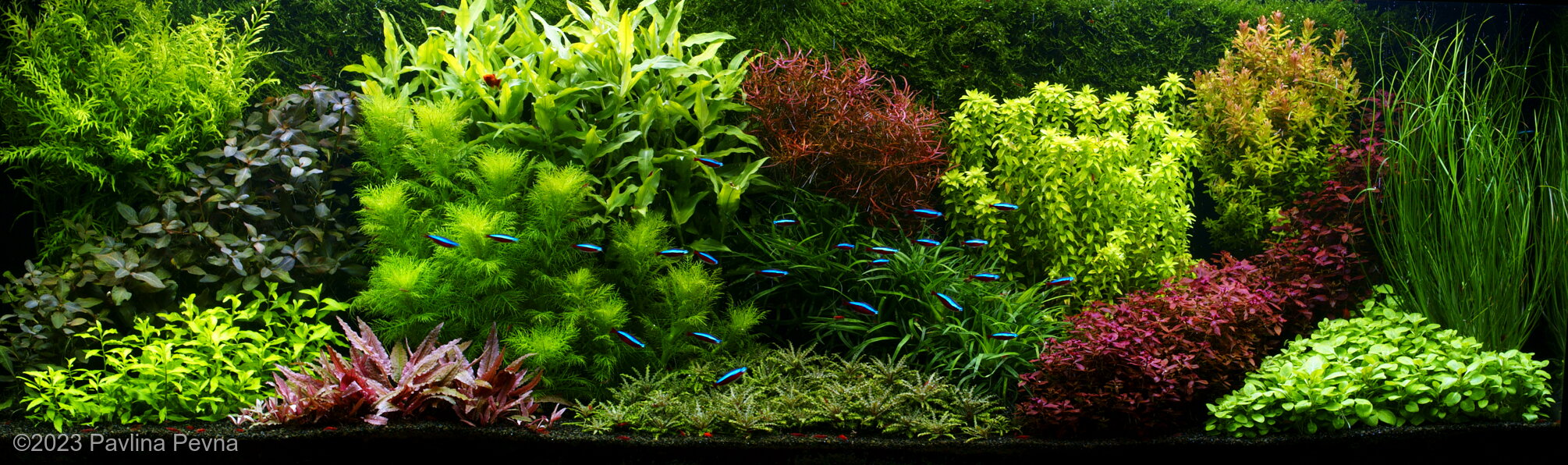 495L Dutch Aquascape Colorful world