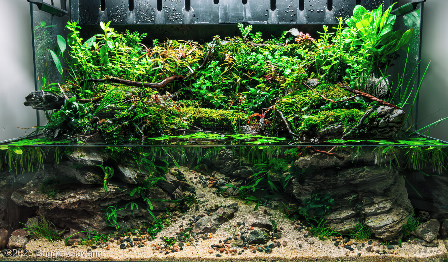 20L Paludarium Fatima