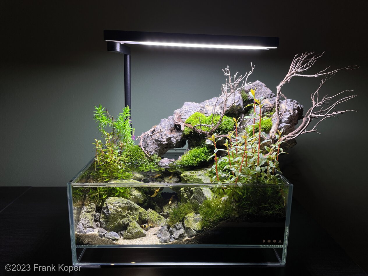 6.4L Riparium Mountain Forrest