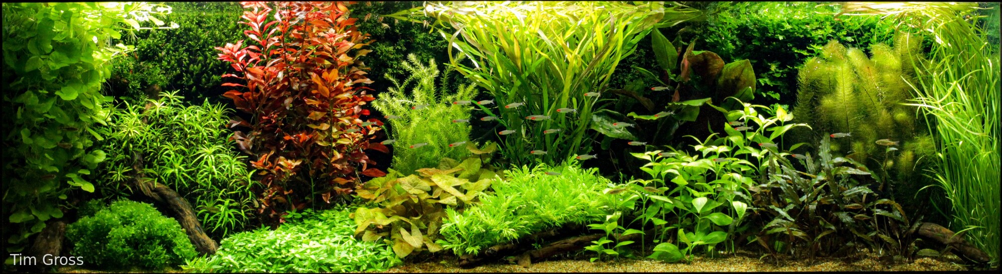 AGA 2025 荷兰景组第一名《RSL Dutch Garden》｜Tim Gross。观察不同草丛的冠幅、层高与边界：成熟状态不是任其生长，而是持续间拔、打顶和修边的结果。
