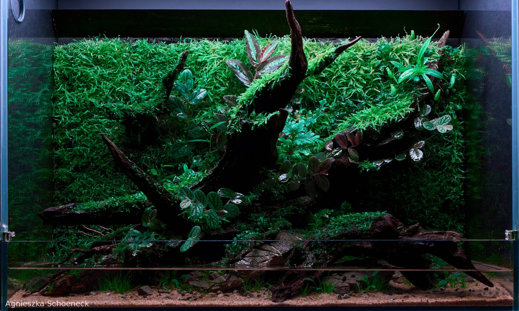 Emerald Wilds