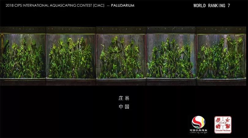 雨林组 Top 07