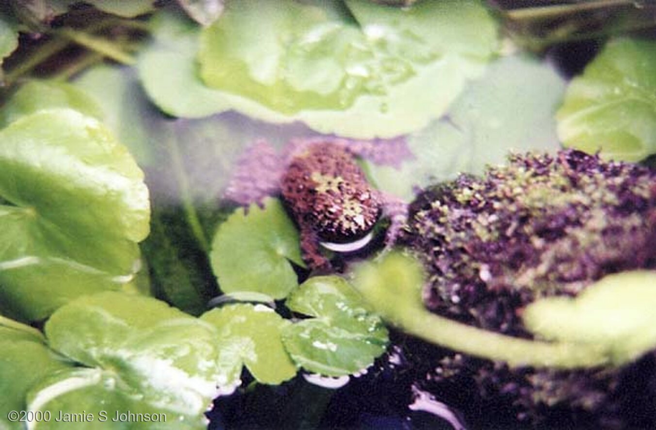 brown frog leaning on 沉木 in center 右侧