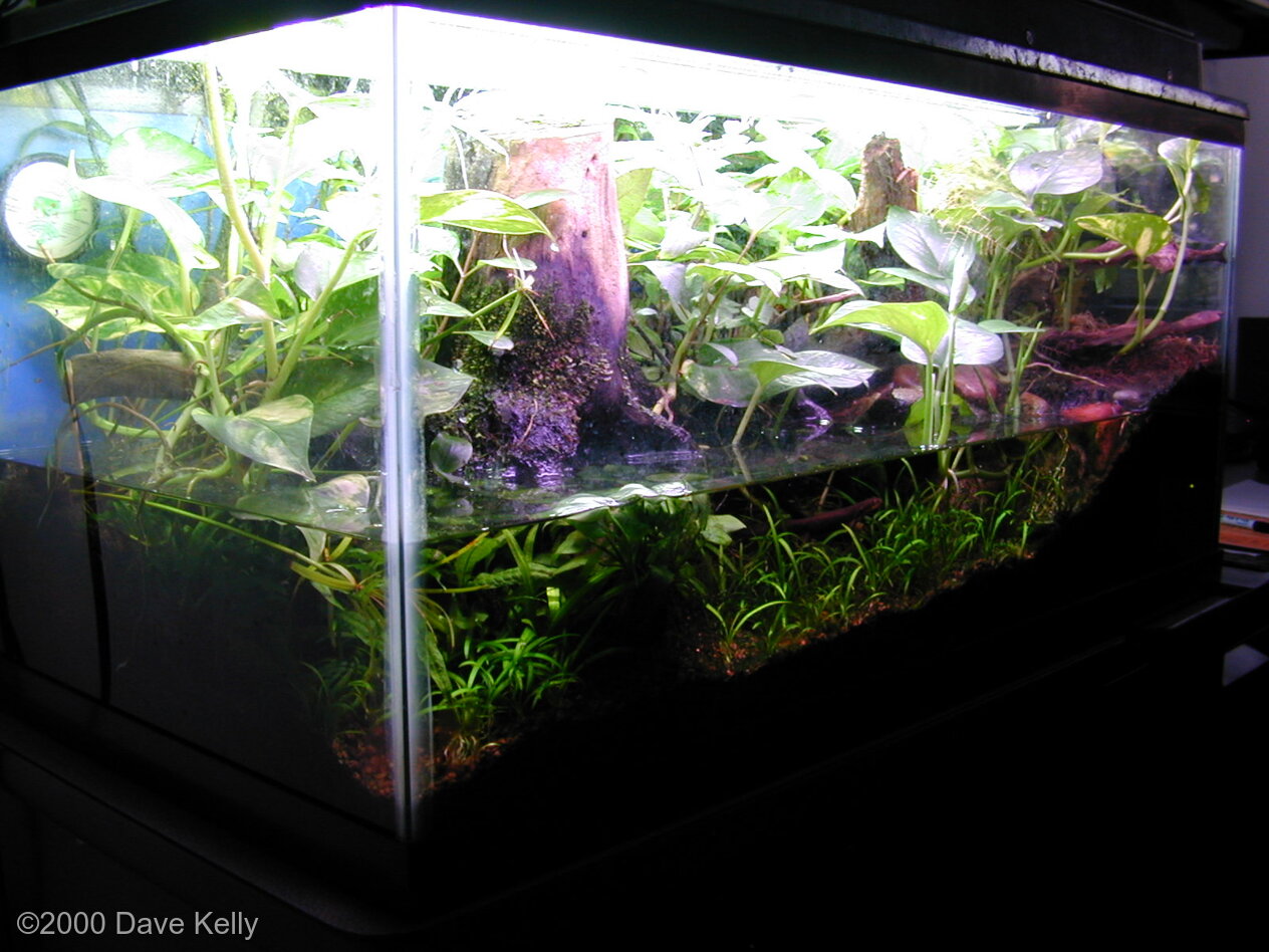 frog paludarium #2
