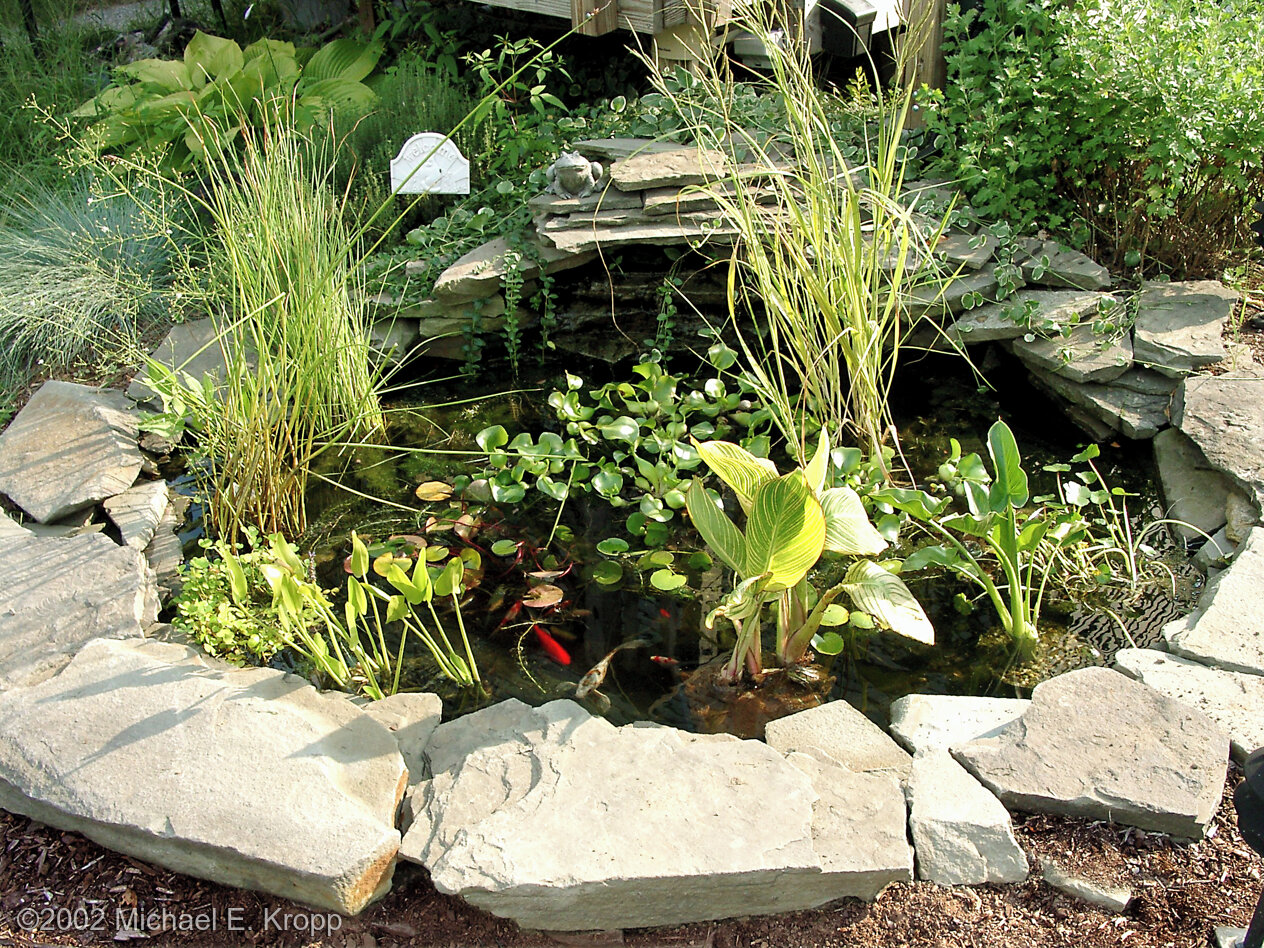 Full view of the pond