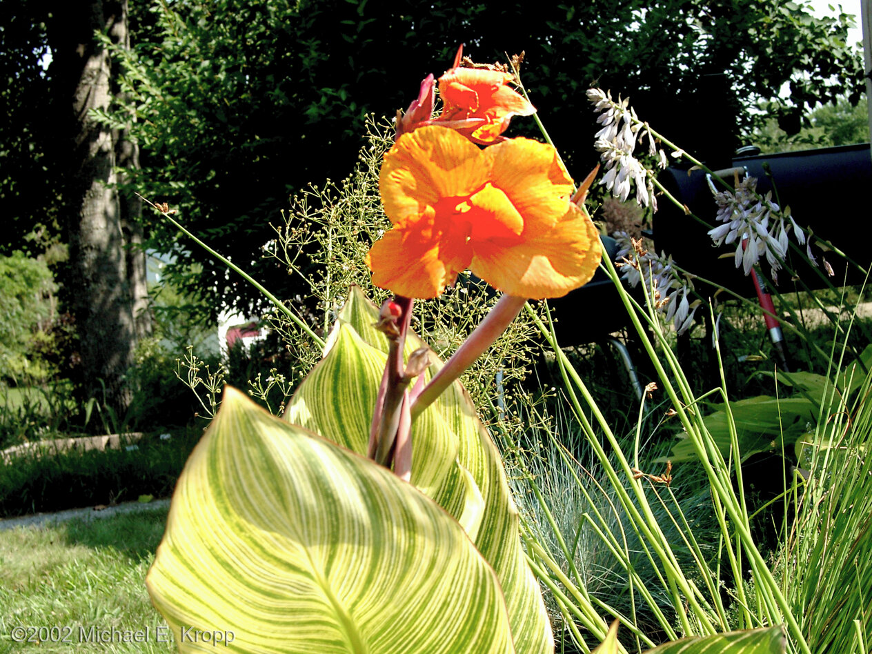 Canna 'Scarlet Tiger' in bloom