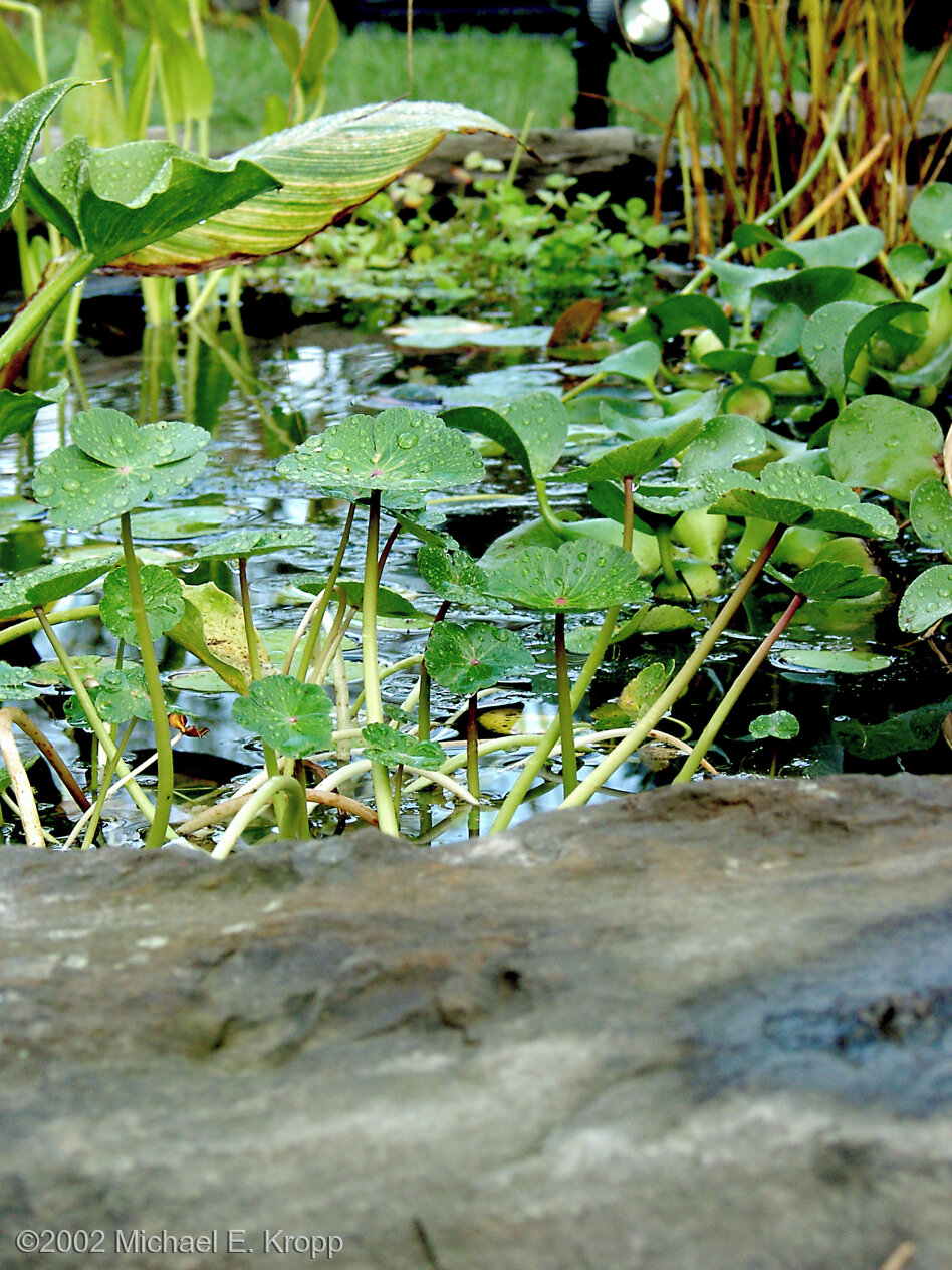 Water pennywort growing above the pond surface