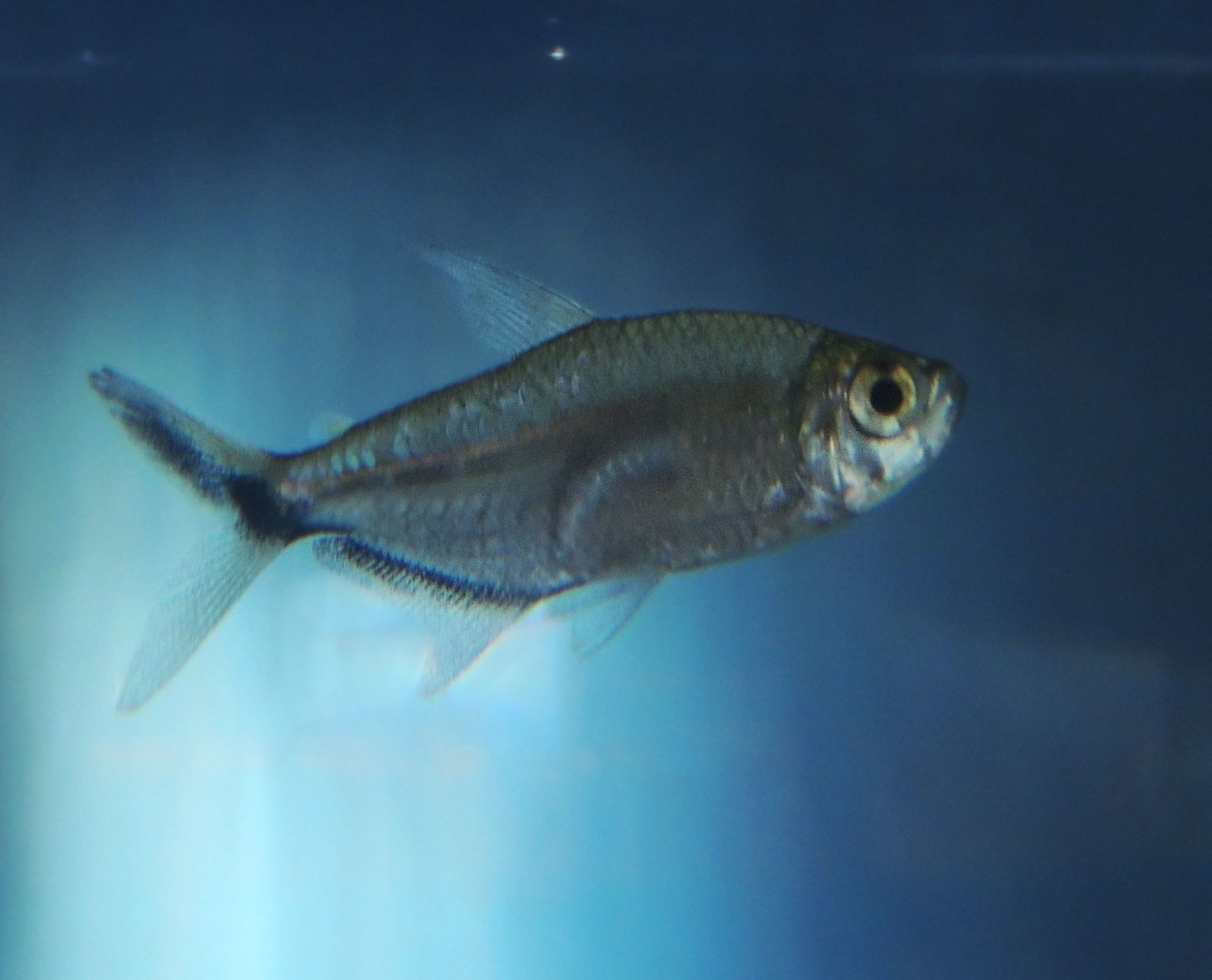 黑尾大勾（Moenkhausia costae）
