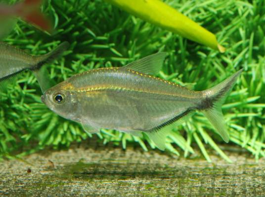黑尾大勾（Moenkhausia costae）