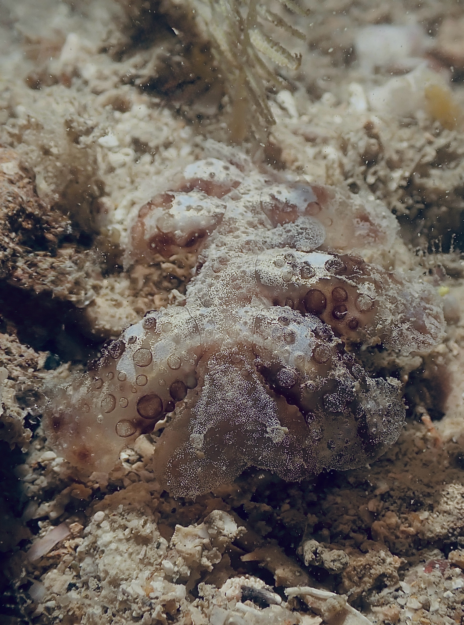 黄绿大嘴海牛（Melibe viridis）