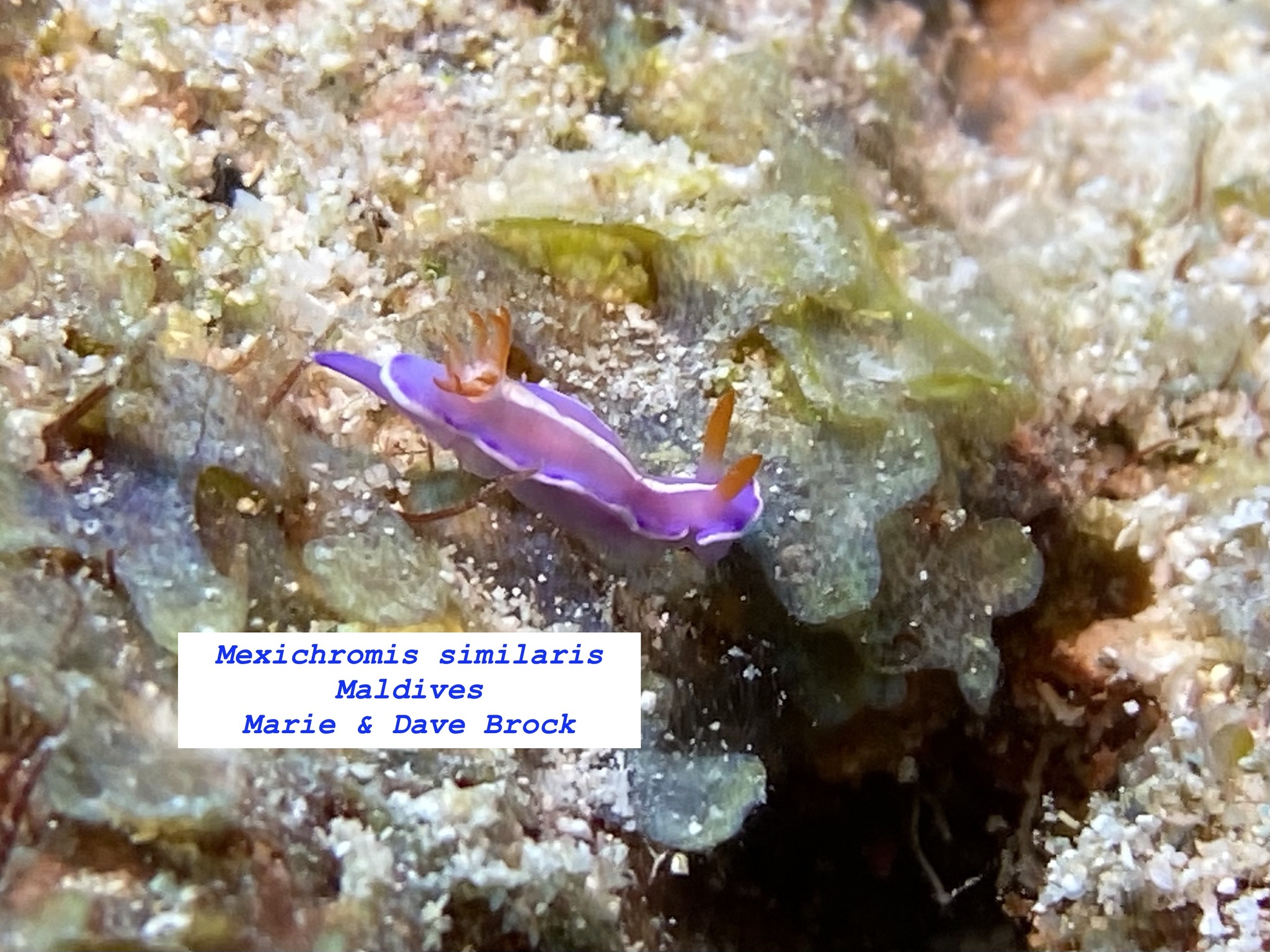 相近疣背多彩海牛[暂]（Mexichromis similaris）