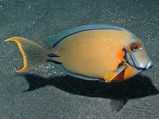 黑鳃刺尾鱼