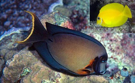 黑鳃刺尾鱼（Acanthurus pyroferus）