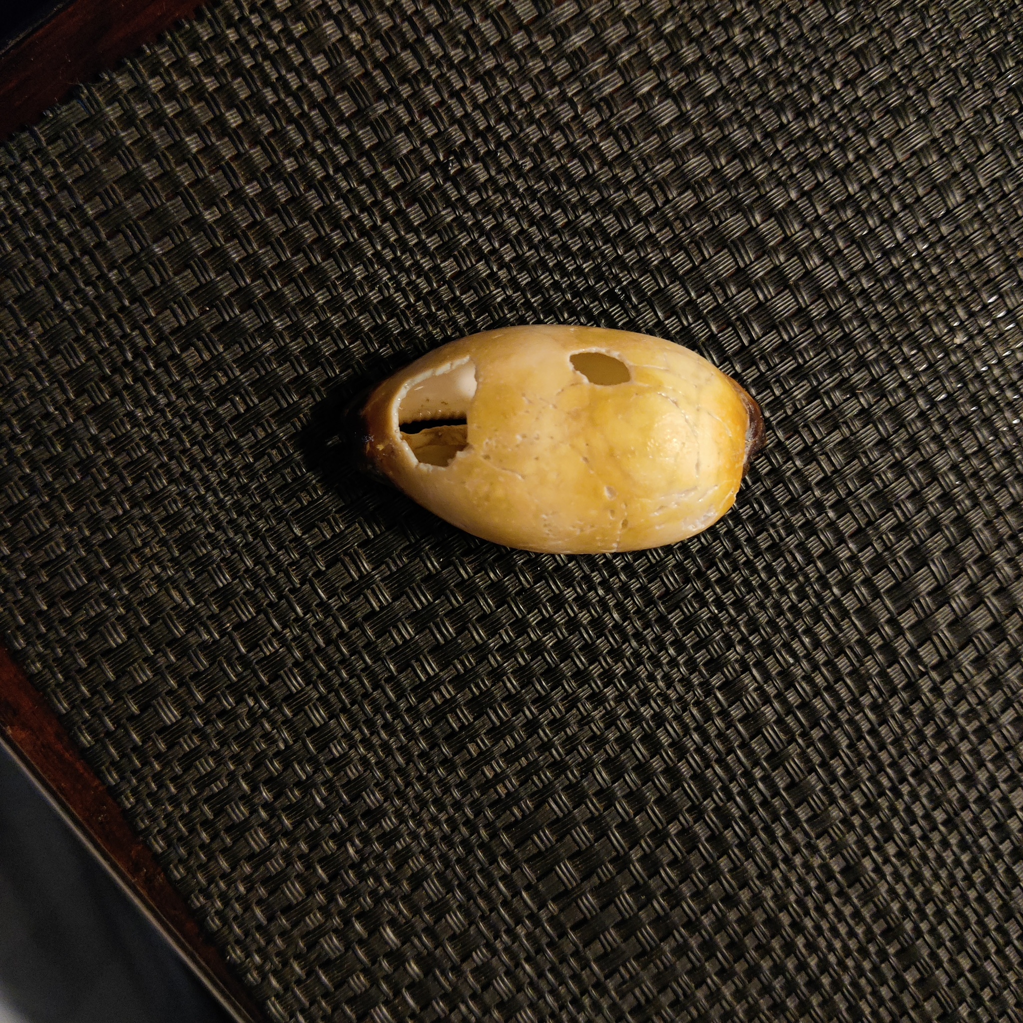 鼹贝（Talparia talpa）